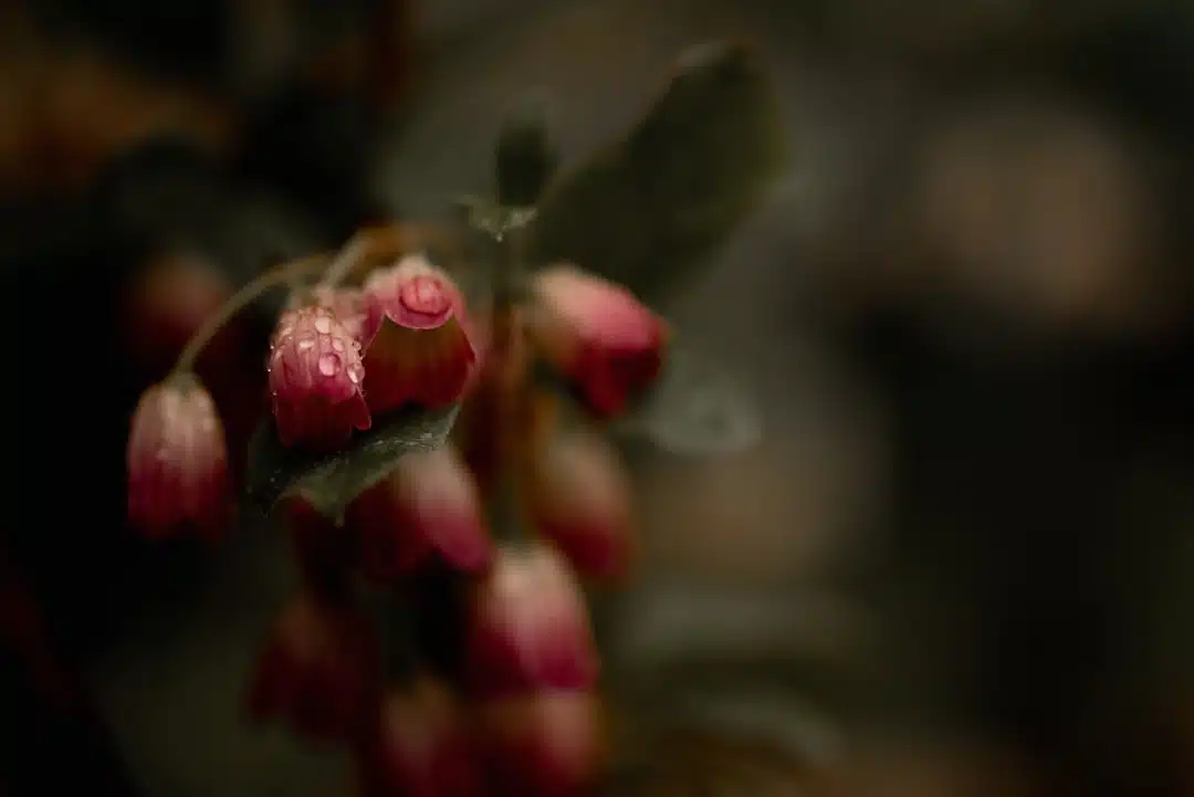 découvrez notre sélection de plantes d'extérieur saisonnières, parfaites pour embellir votre jardin et terrasse. profitez de couleurs vives et de variétés adaptées à chaque saison pour créer un espace extérieur vivant et accueillant.